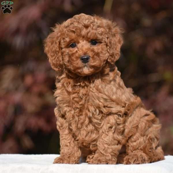 Tyler, Miniature Poodle Puppy
